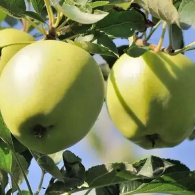 Яблоня САХАРНАЯ в Пинске