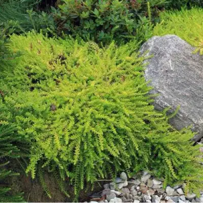 Водяника БЕРНШТЕЙН черная в Пинске