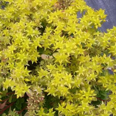 Очиток (седум) ИММЕРГРЮНХЕН в Пинске