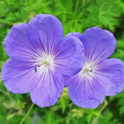 Герань БРУКСАЙД гибридная в Пинске