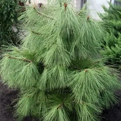 Сосна желтая  в Пинске