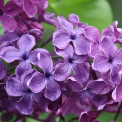 Сирень СУМЕРКИ в Пинске