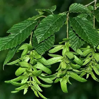 Граб  в Пинске