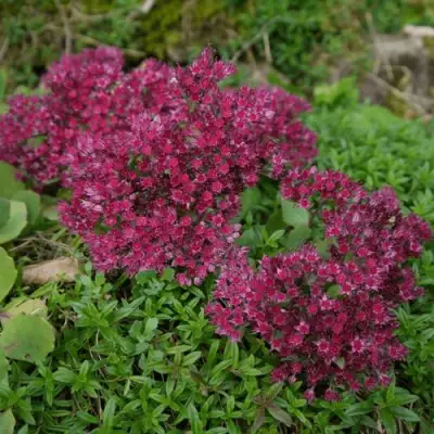 Очиток (седум) РУБИ ГЛОУ скальный в Пинске