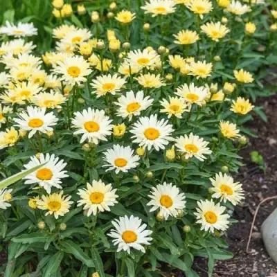 Нивяник БРОДВЕЙ ЛАЙТС великолепный в Пинске