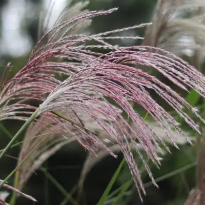 Мискантус МАЛЕПАРТУС китайский  в Пинске