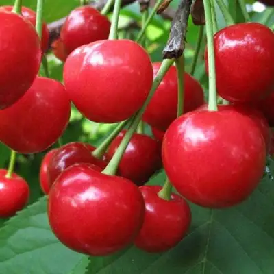 Дюк ПРЕВОСХОДНАЯ ВЕНЬЯМИНОВА в Пинске