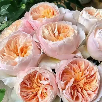 Роза ДЖУЛЬЕТТА английская в Пинске