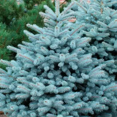 Ель СУПЕР БЛЮ СИДЛИНГ колючая в Пинске