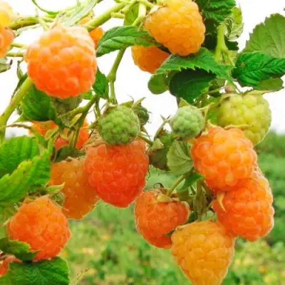 Малина ЗОЛОТЫЕ КУПОЛА в Пинске