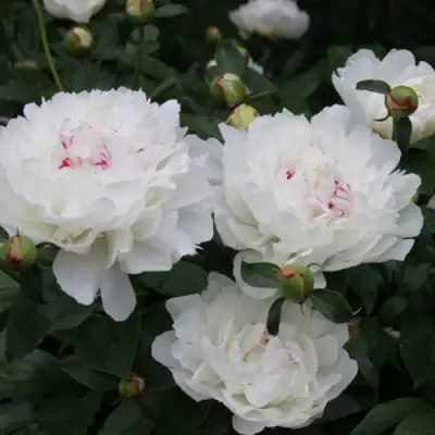 Пион ФЕСТИВА МАКСИМА травянистый в Пинске