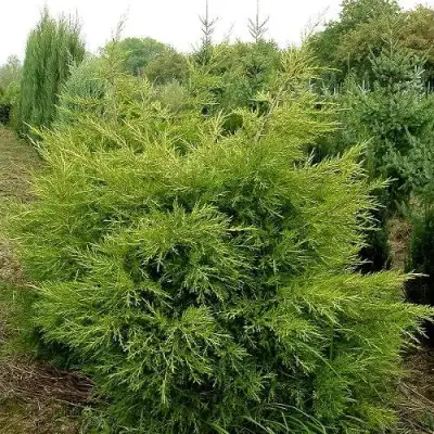 Можжевельник КУРИВАО ГОЛД китайский в Пинске