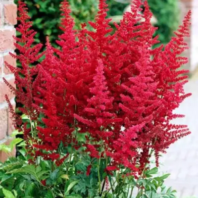 Астильба БУРГУНДИ РЕД Арендса в Пинске