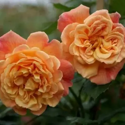 Роза АЛОХА плетистая в Пинске