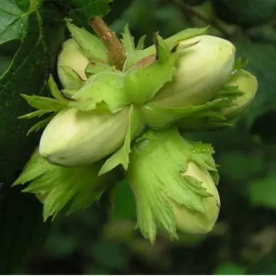 Фундук ТАМБОВСКИЙ ПОЗДНИЙ в Пинске