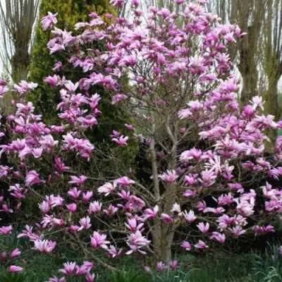 Магнолия ГАЛАКСИ в Пинске