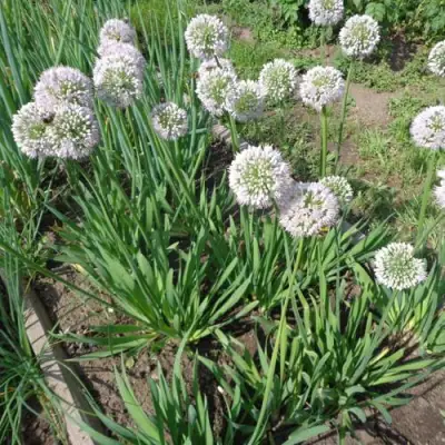 Лук слизун в Пинске