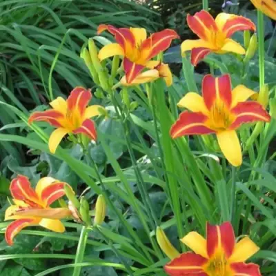 Лилейник ФРАНС ХАЛС в Пинске