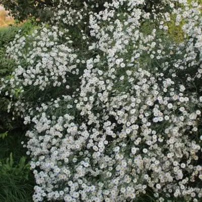 Болтония СНОУБЭНК в Пинске