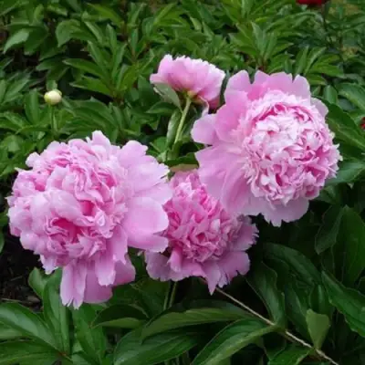 Пион МЕСЬЕ ЖЮЛЬ ЭЛИ травянистый в Пинске