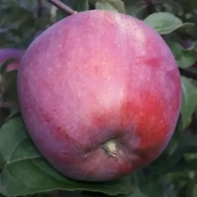 Яблоня ЗОРКА в Пинске