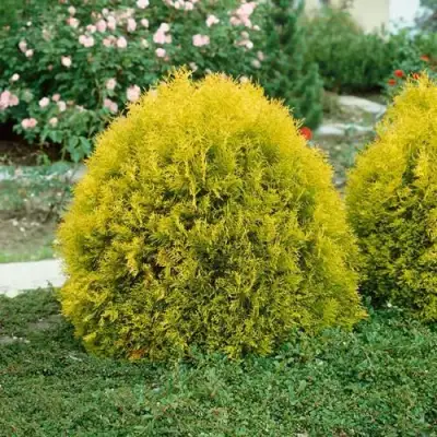 Туя РЕЙНГОЛД западная в Пинске