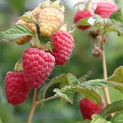 Малина МОЛЛИНГ ДЖУНО в Пинске