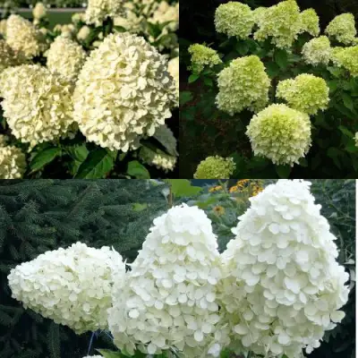 Комплект НЕЖНЫЙ КАПУЧИНО в Пинске