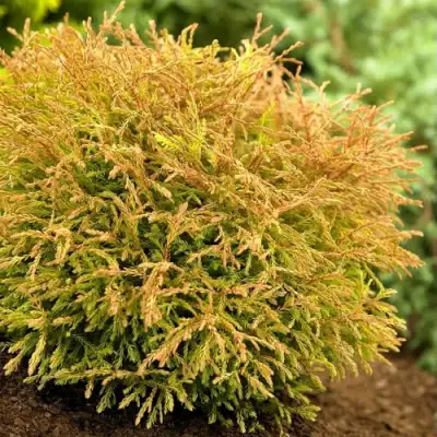 Туя ГОЛДЕН ТАФФЕТ западная в Пинске