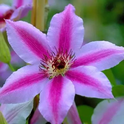 Клематис НЕЛЛИ МОЗЕР в Пинске