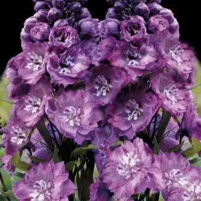 Дельфиниум ДЕЛЬФИС ПИНК ПАУЭ высокий в Пинске