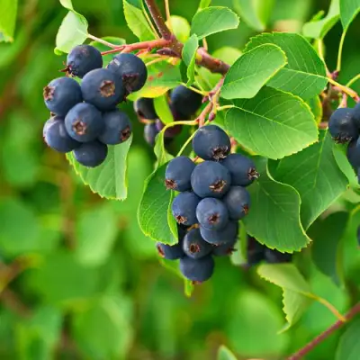 Ирга КОЛОСИСТАЯ в Пинске