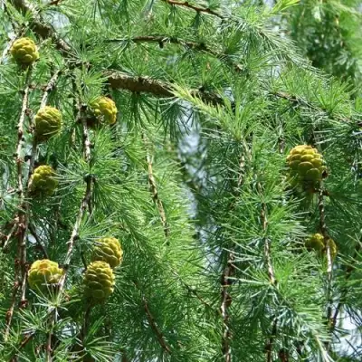 Лиственница КЕМПФЕРА в Пинске