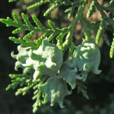 Туя восточная в Пинске