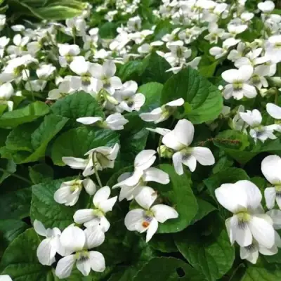 Фиалка АЛЬБИФЛОРА сестринская в Пинске