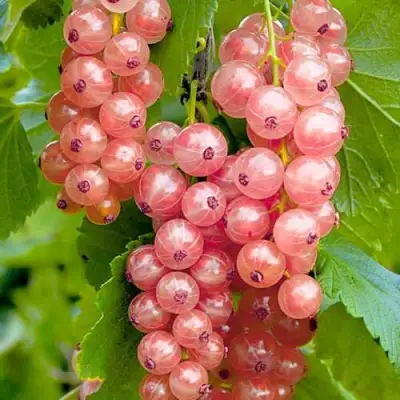 Смородина белая ПРЫГАЖУНЯ (РОЗОВАЯ) в Пинске