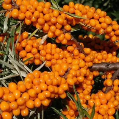 Облепиха АЛТАЙСКАЯ в Пинске