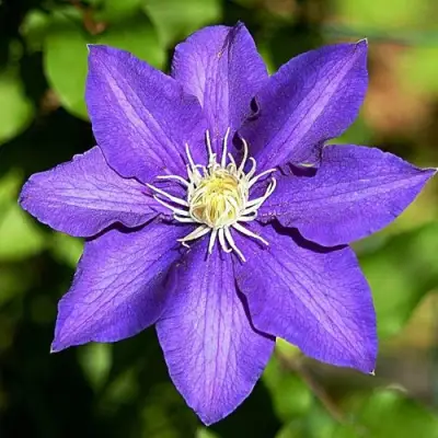 Клематис ЗЕ ПРЕЗИДЕНТ в Пинске