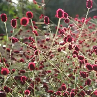 Кровохлебка ЧОКОЛАТ ТИП в Пинске