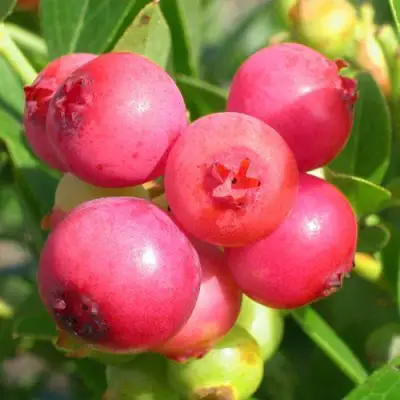 Голубика ПИНК ЛИМОНАД в Пинске