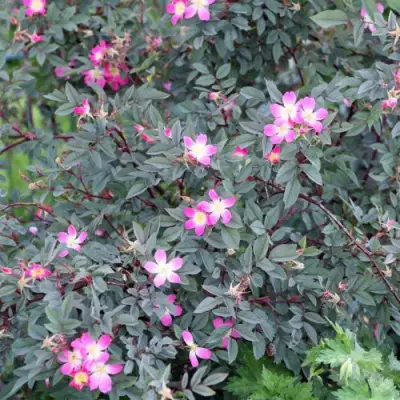 Роза сизая в Пинске