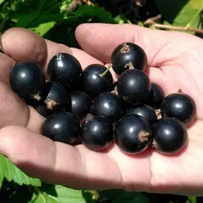 Смородина черная ЧЕРНООКАЯ в Пинске