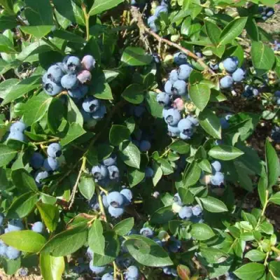 Голубика БЛЮЭТТА в Пинске