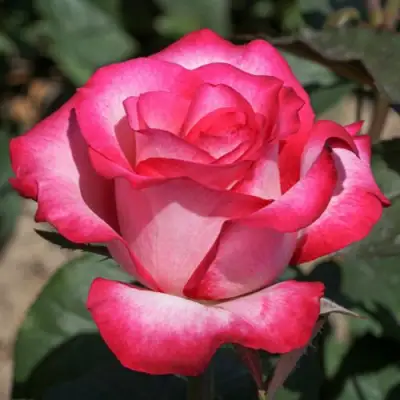 саженцы розы Хайлендер