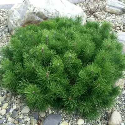 Сосна горная МУГУС в Пинске