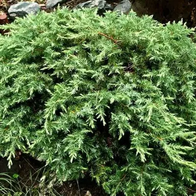 Можжевельник ШЛЯГЕР прибрежный в Пинске