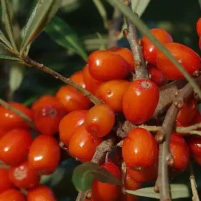 Облепиха ВОРОБЬЕВСКАЯ в Пинске