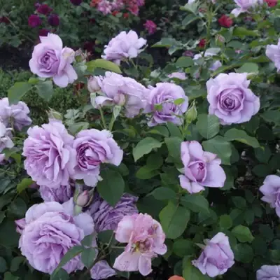 Роза ЛАВ СОНГ флорибунда в Пинске
