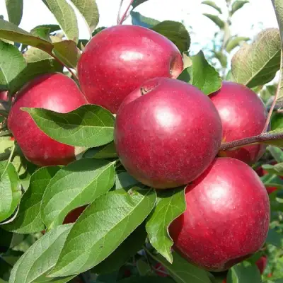 Яблоня КОВАЛЕНКОВСКОЕ в Пинске