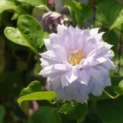 Клематис БЕЛЬ ОФ ВОРКИНГ в Пинске